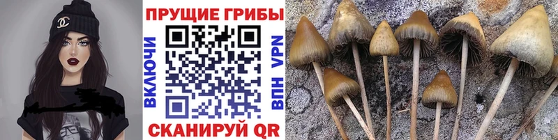 Псилоцибиновые грибы Cubensis  Судак 